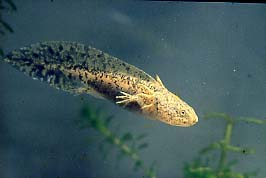 Axolotl-Larve