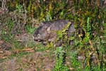 Wombat in Newnes