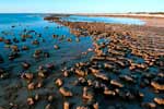 Stromatolithen im Hamlin Pool