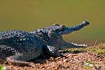 Australienkrokodil, Freshwater Crocodile  im Mary River