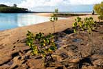 Mangrove am Strand von Cap Hillsborough