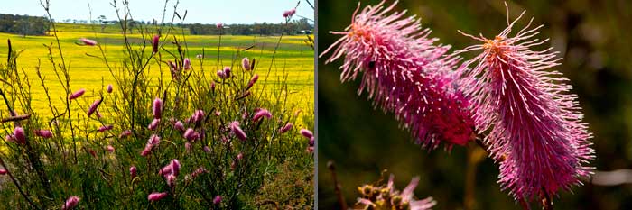 Wildblumen im Wheat belt: Pink Pokers ( Grevillea petrophiloides)