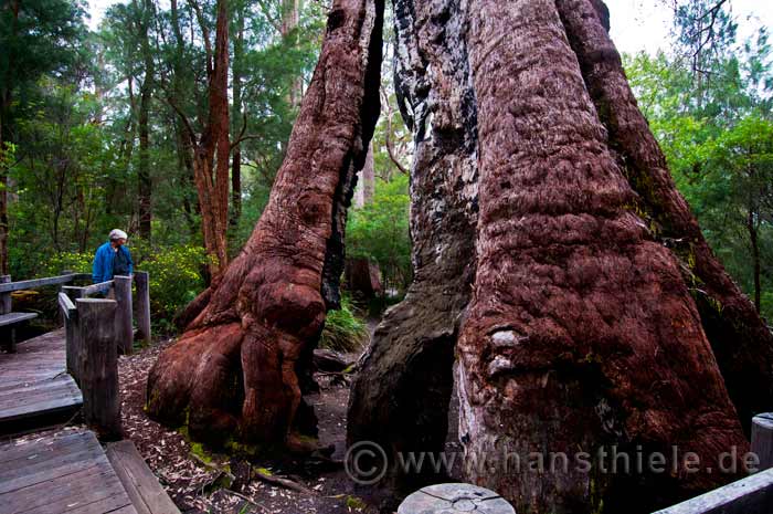 Walepole / Nornalup: Valley of the Giants