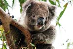 Koala in der Natur