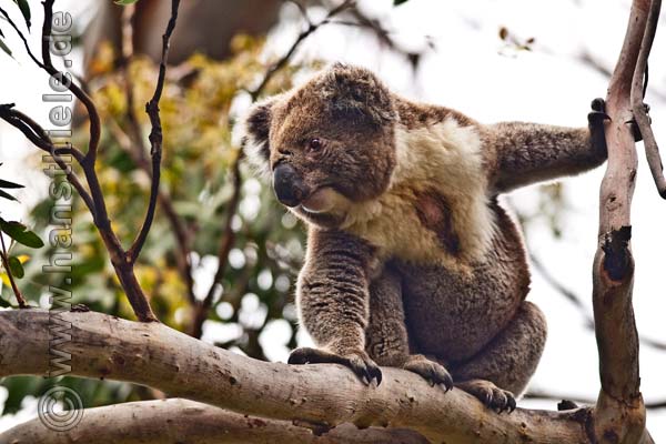 Koala im Great Otway NP als Revierbesitzer