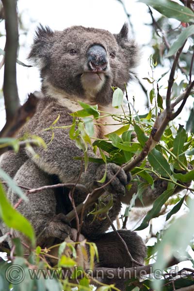 Koala beim Fressen im Great Otway NP