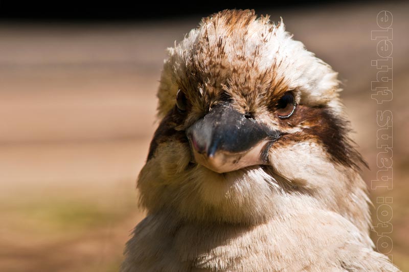 Kookaburra, Jägerliest