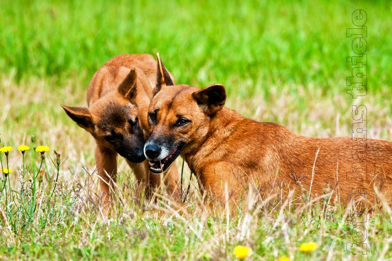 Dingo, Weibchen mit  Welpen 