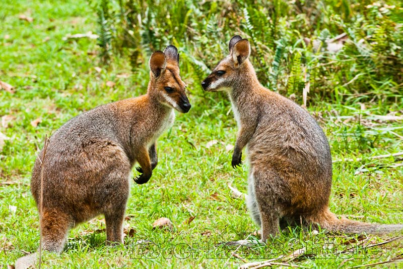 Rotnackenwallabys (= Red-necked Wallabies) in Newnes
