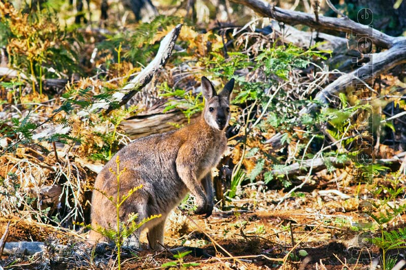 Rotnacken-Wallaby hält sich tags im Dickicht des Waldes auf