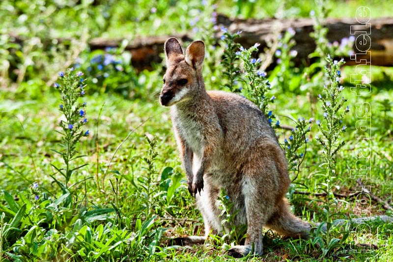 Rotnackenwallaby = Red-necked Wallaby im Wollemi NP