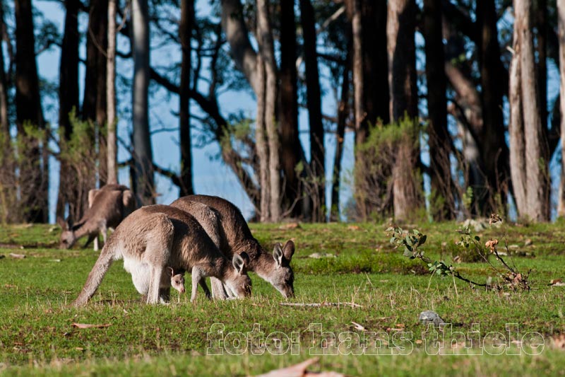 Coolah Tops NP, Kängurus auf den offenen Grasflächen