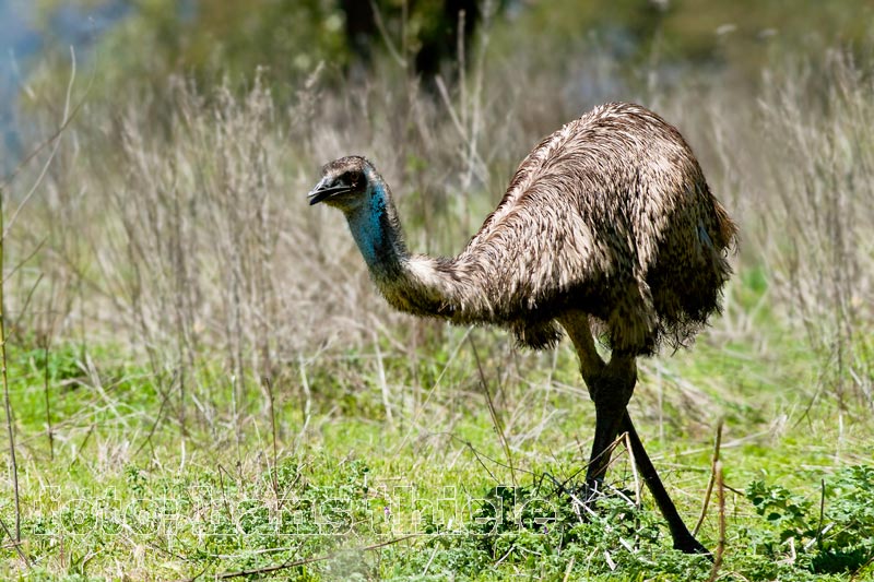 Emu bei der Futtersuche, Warrumbungle NP