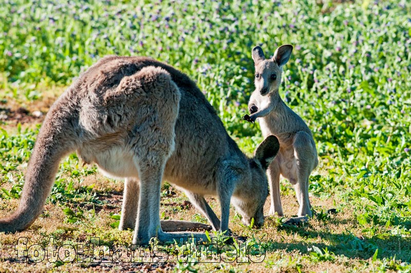 Känguru mit Jungem