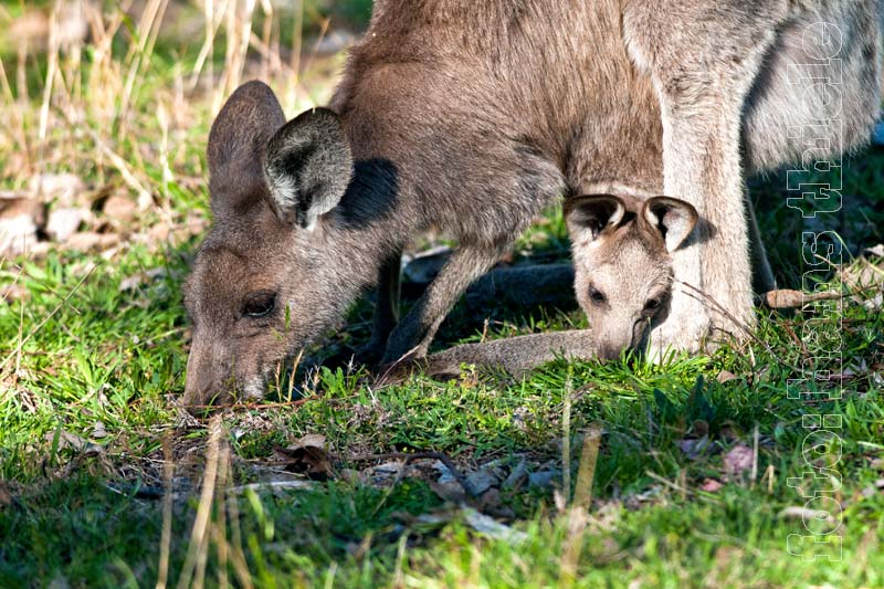 Känguru mit Jungen im Beutel