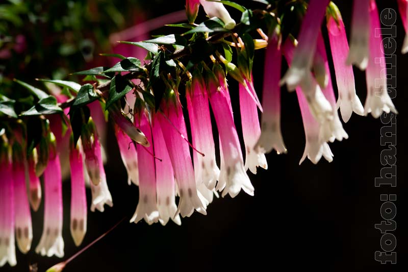Fuchsia Heath, Wildblumen im  Royal NP