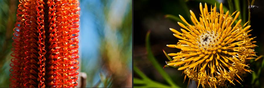 Wildblumen im  Royal NP, NSW