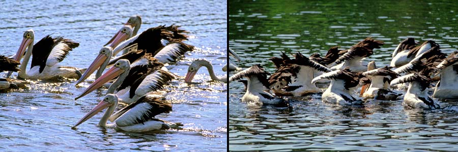 Brillen-Pelikane beim Beutefang
