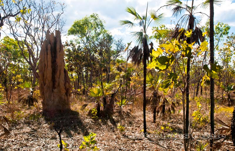 Hügel der Spinifex-Termiten in NT