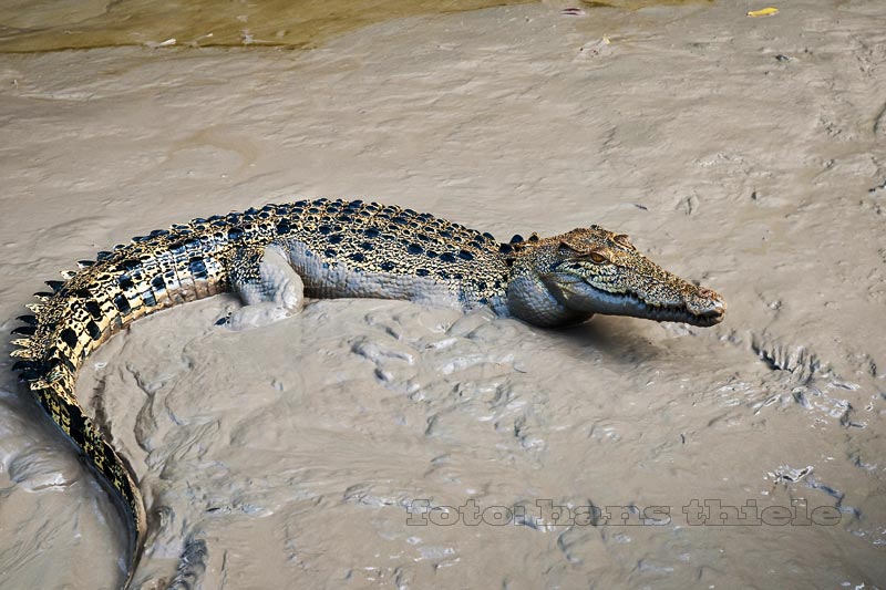 Springende Leisten-Krokodile