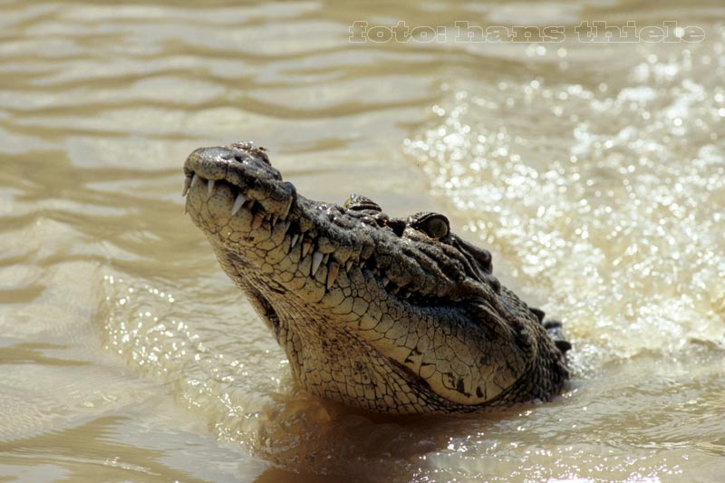 Ein uraltes riesiges Krokodil