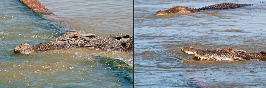 Krokodile beim Lauern auf Beute an der Barrage