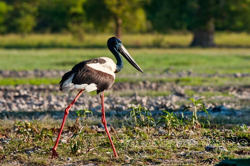 Riesenstorch, Jabiru oder Black-necked Stork