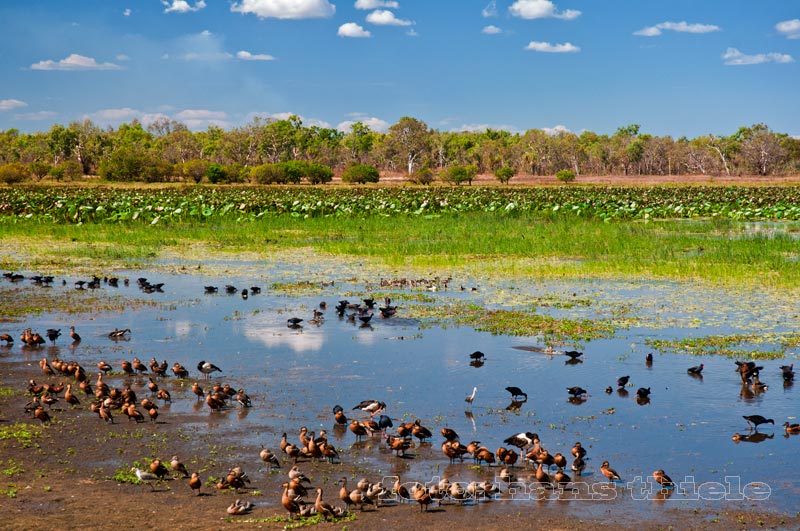 Mamukala Wetlands im Kakadu NP