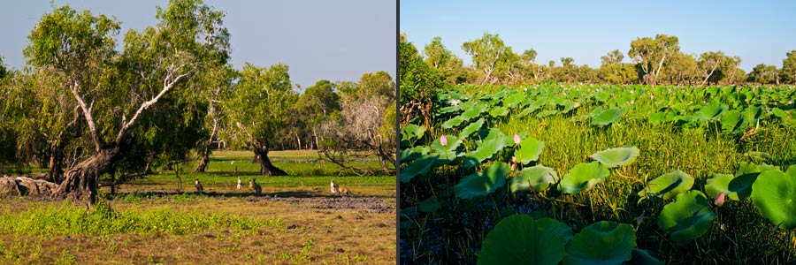 Vegetation der Überflutungszone: Papierrindenbäume und Lotusblumen