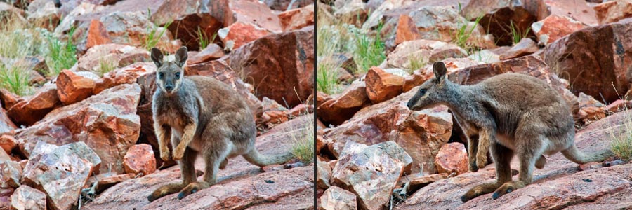 Schwarzfuß-Felskänguru (Black-footed Rock Wallaby = Petrogale laterales):