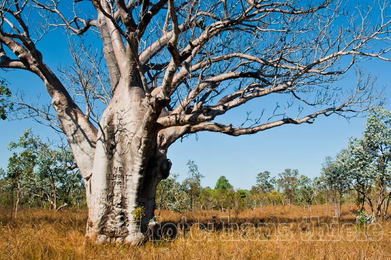 Gregory Nationalpark: Boab Trees mit historischen Markierungen