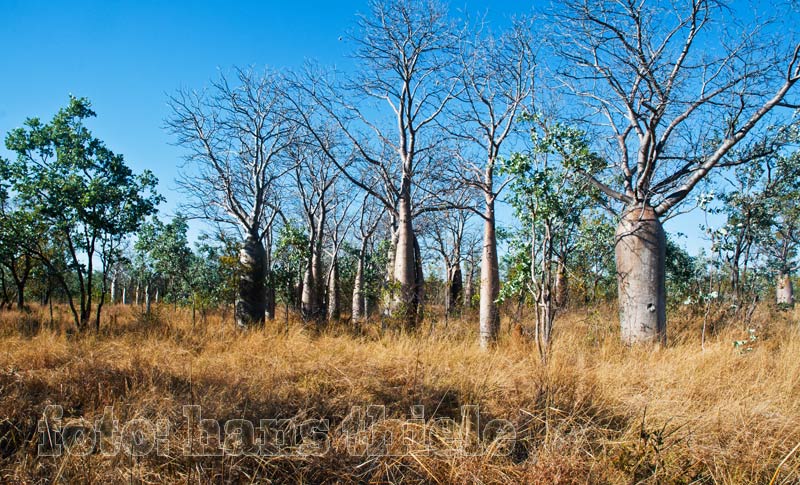 Gregory Nationalpark: Boab Trees am Wegesrand in der Nähe von Timber Creek