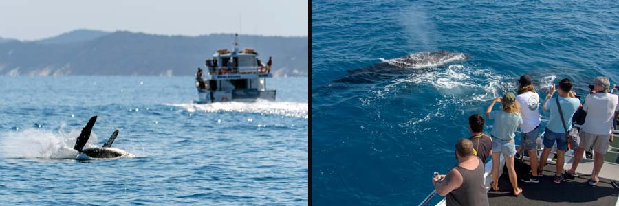Whale-Watching Tour von Hervey Bay aus