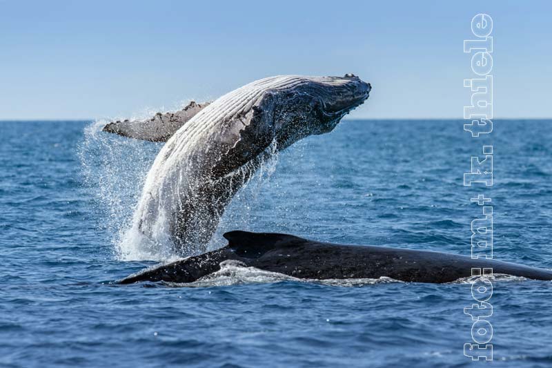 Buckelwa (Humpback Whale)
