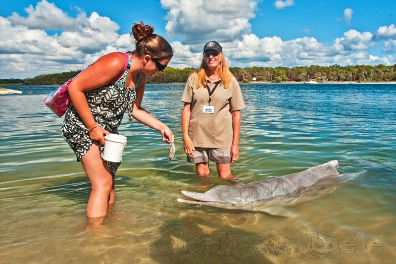 Fütterung der Delfine in Tin Can Bay, Qld