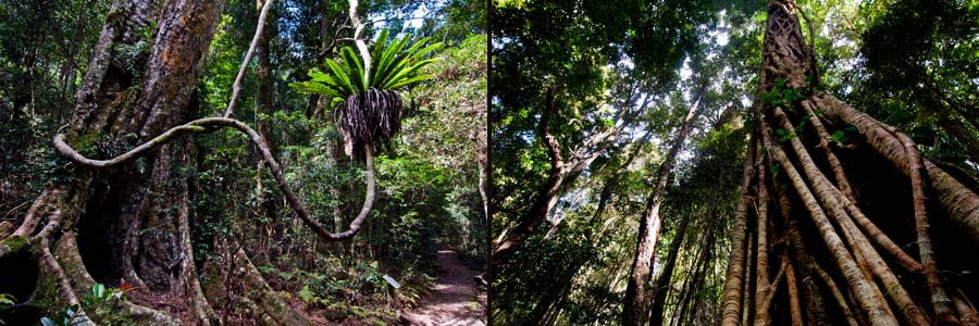 Lamington NP: Wanderung durch den subtropischen Regenwald