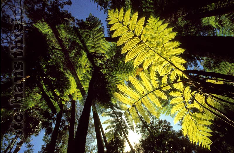 Carnarvon Gorge NP: Baumfarnes, Cyathea australis = Rough Tree Fern