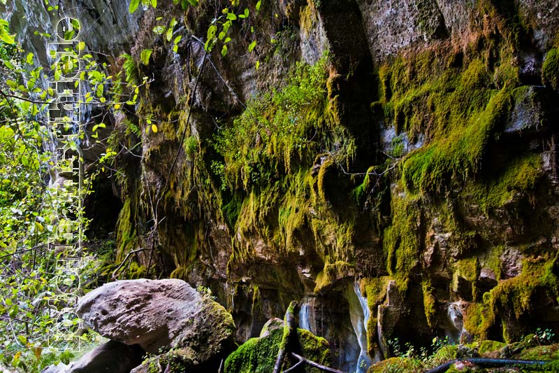 Carnarvon Gorge: Moos Garden, eine mit Moosen bewachsene Felswand