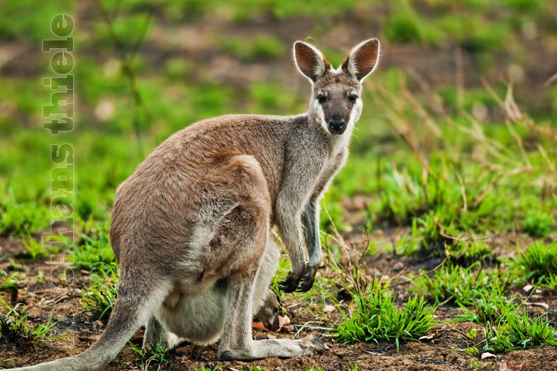 Carnarvon Gorge: Hübschgesicht-Wallaby ( Whiptail oder Pretty-face Wallaby = Macropus parryi)
