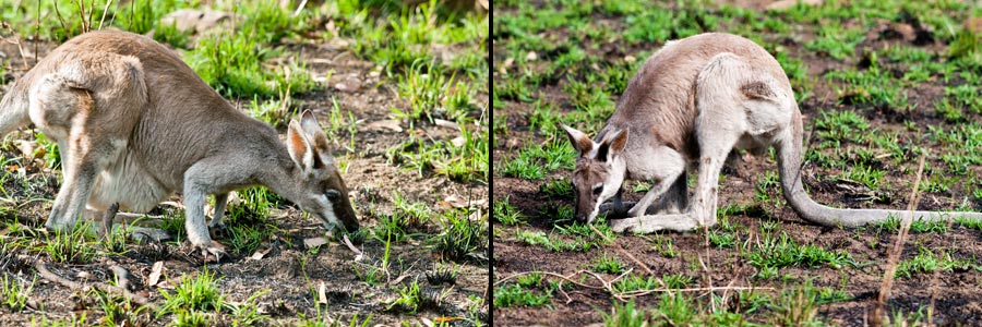 Hübschgesicht-Wallaby ( Whiptail oder Pretty-face Wallaby = Macropus parryi) im Carnarvon NP
