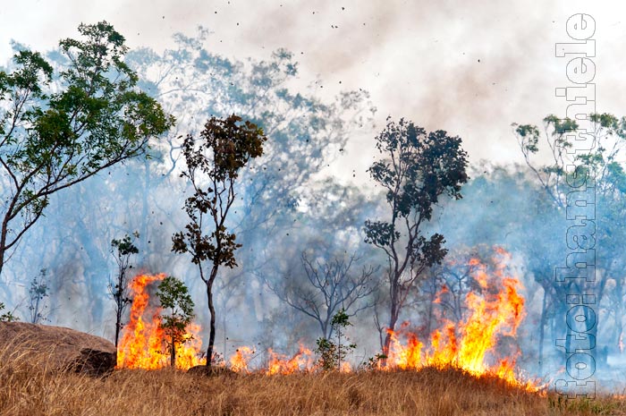 Buschfeuer in der Savanne Australiens