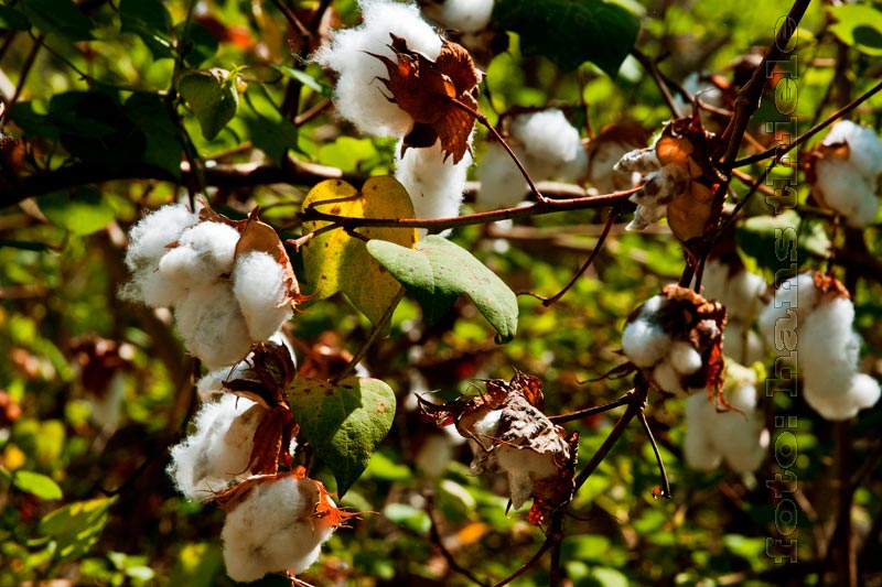Gossypium, Baumwolle mit Früchten