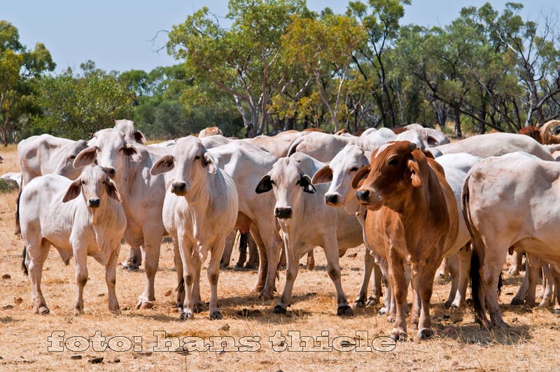 Rinder auf der Weide im Outback