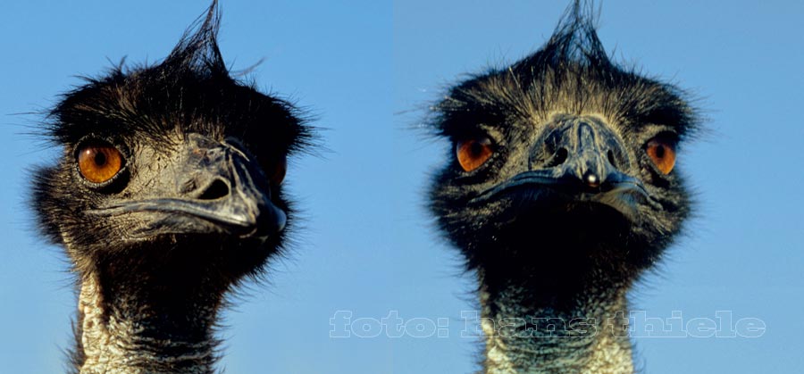 Emu-Kopf