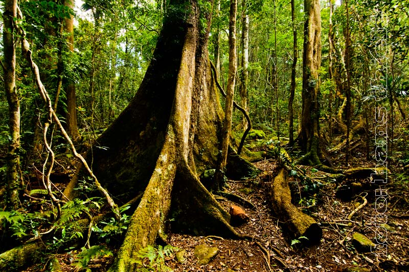 Regenwald: Bäume mit Brettwurzeln