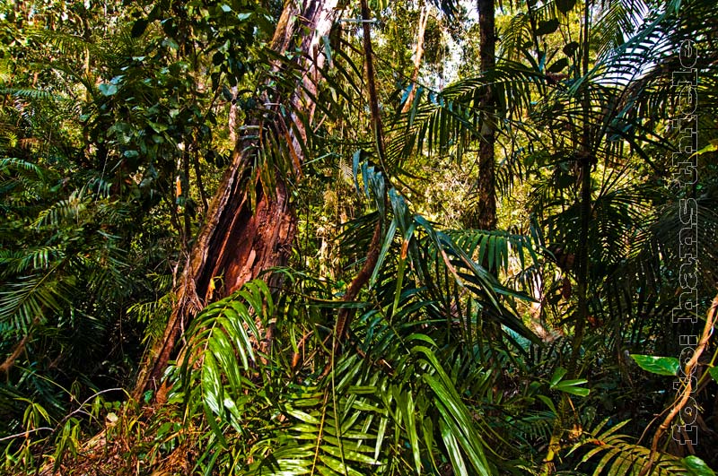 Regenwald auf dem Weg zu den Wallaman Falls