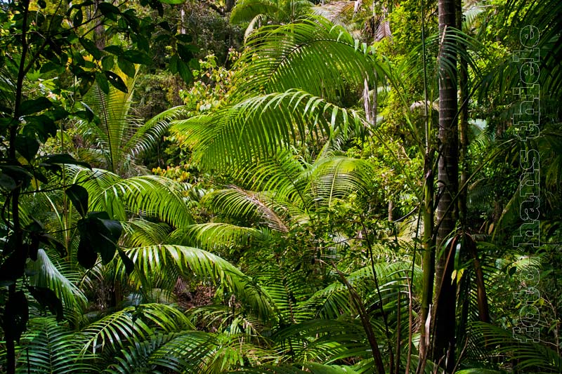 Palmen im Regenwald des Eungella NP