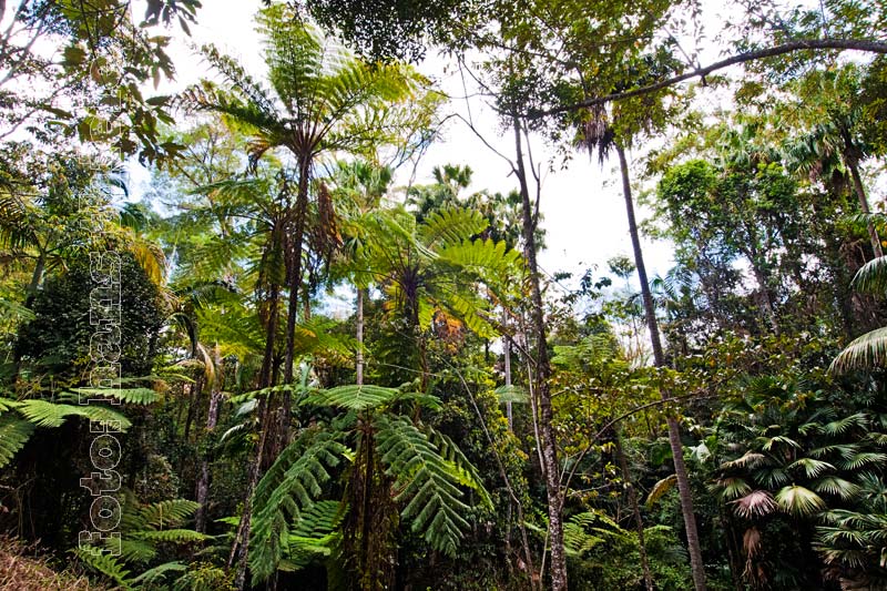 Regenwaldreste in den Gullys zeugen vom ehemaligen Artenreichtum
