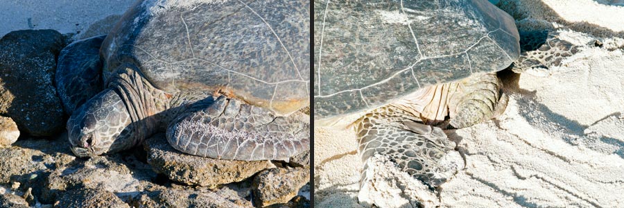 Anpassungen der Meeresschildkröten
