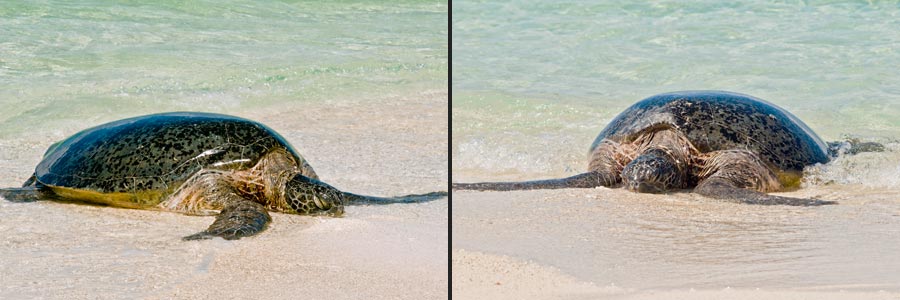 Meeresschildkröten nutzen Lady Elliot Insel als Eiablageplatz